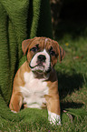 Altenglische Bulldogge