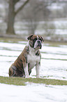 Olde English Bulldog