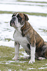 Olde English Bulldog