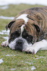 Olde English Bulldog