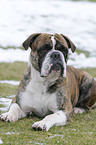 Olde English Bulldog