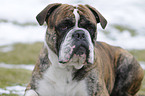 Olde English Bulldog Portrait