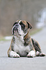 Olde English Bulldog