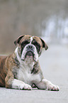 Olde English Bulldog