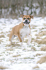 rennender Olde English Bulldog