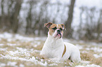 Olde English Bulldog