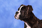 Olde English Bulldog Welpe