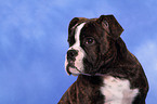 Olde English Bulldog Welpe