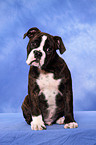 Olde English Bulldog Welpe