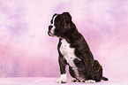 Olde English Bulldog Welpe