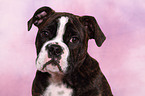 Olde English Bulldog Welpe