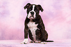 Olde English Bulldog Welpe