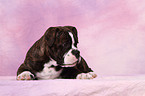 Olde English Bulldog Welpe