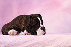 Olde English Bulldog Welpe