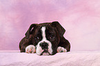 Olde English Bulldog Welpe