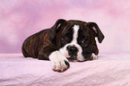 Olde English Bulldog Welpe