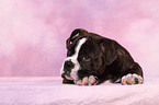 Olde English Bulldog Welpe