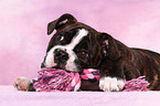 Olde English Bulldog Welpe