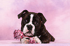 Olde English Bulldog Welpe