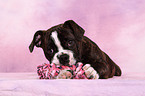 Olde English Bulldog Welpe