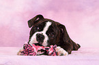 Olde English Bulldog Welpe