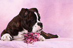 Olde English Bulldog Welpe