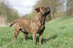 Olde English Bulldogge