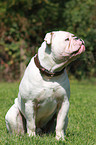 sitzende Olde English Bulldog