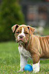 Olde English Bulldog Welpe