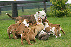 Olde English Bulldogs