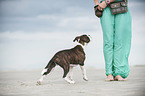 junge Olde English Bulldogge