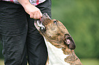 fressender Olde English Bulldog