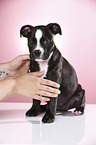 Olde English Bulldog Welpe