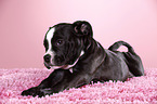 Olde English Bulldog Welpe