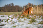 buddelnde Olde English Bulldog