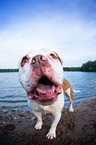 Olde English Bulldog