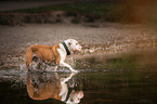 laufende Olde English Bulldog