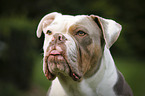 Olde English Bulldog Portrait