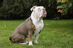 sitzende Olde English Bulldog