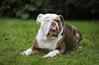 liegender Olde English Bulldog