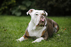 liegender Olde English Bulldog