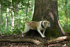 Olde English Bulldog markiert Baum