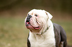 Olde English Bulldog Portrait