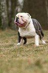 Olde English Bulldog