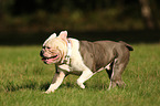 rennender Olde English Bulldog