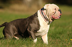 laufender Olde English Bulldog