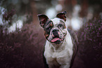 Olde English Bulldog Portrait