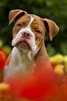 Olde English Bulldog Portrait