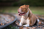 liegende Olde English Bulldog