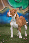 stehende Olde English Bulldog